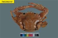 藏品(武士蟳)的圖片